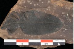 Foto (Detailsansicht) von Quercus palaeoilex Ettingshausen (NHMW-GEO-2024-0188-0770)